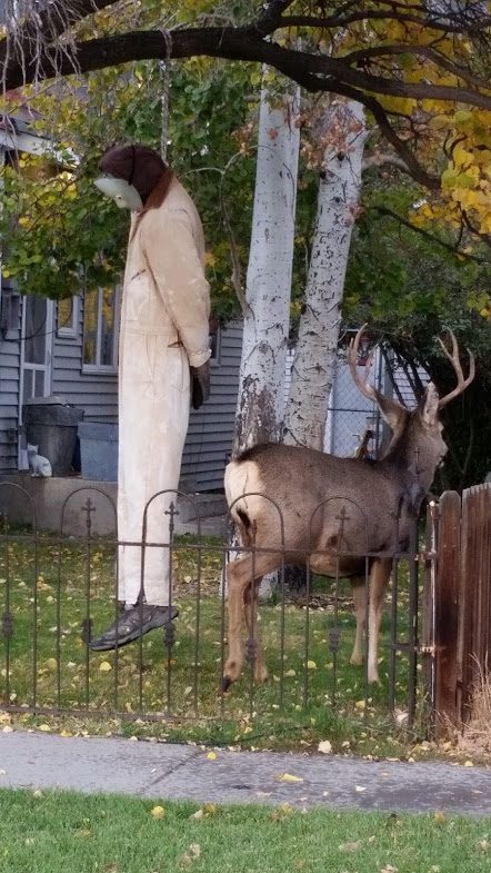 One of these is not real...