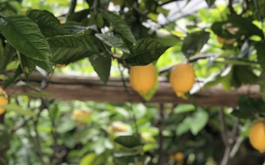 Fruit Requires Fertilizer