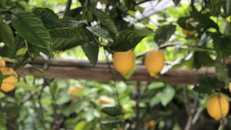 Fruit Requires Fertilizer